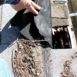 Roof damage caused by animals - roof repair must be done